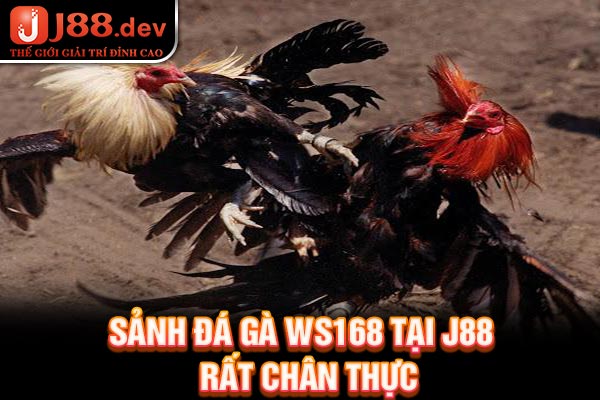 Sảnh đá gà WS168 tại J88 rất chân thực Sảnh đá gà WS168 tại J88 rất chân thực